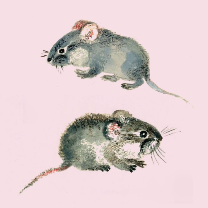 Две мышки — Евгений Чарушин