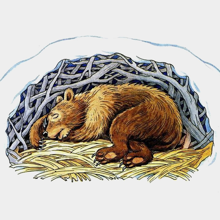 Медвежий сон — Николай Сладков