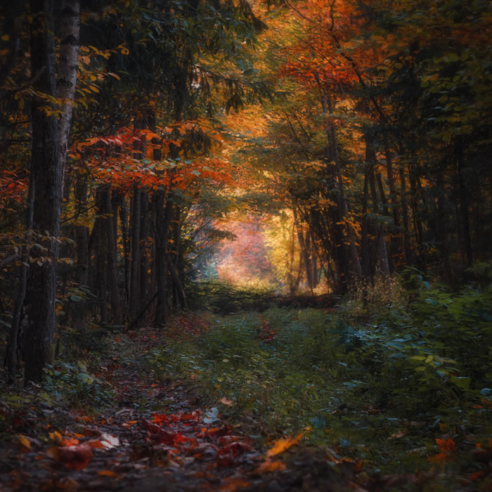 Ночь в лесу — Александр Куприн