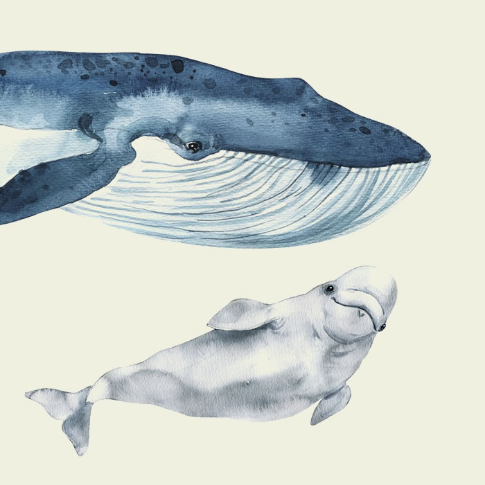 Про кита и дельфина — Баниласка